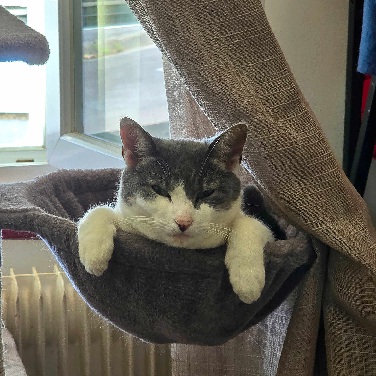 Grisette participe au concours pour gagner de l'argent avec cette photo : cat, pet, animal, gray_cat, white_cat, face, whiskers, ears, paws, hammock, lounging, relaxed, window, curtain, indoor, home, radiator, cozy, portrait, funny