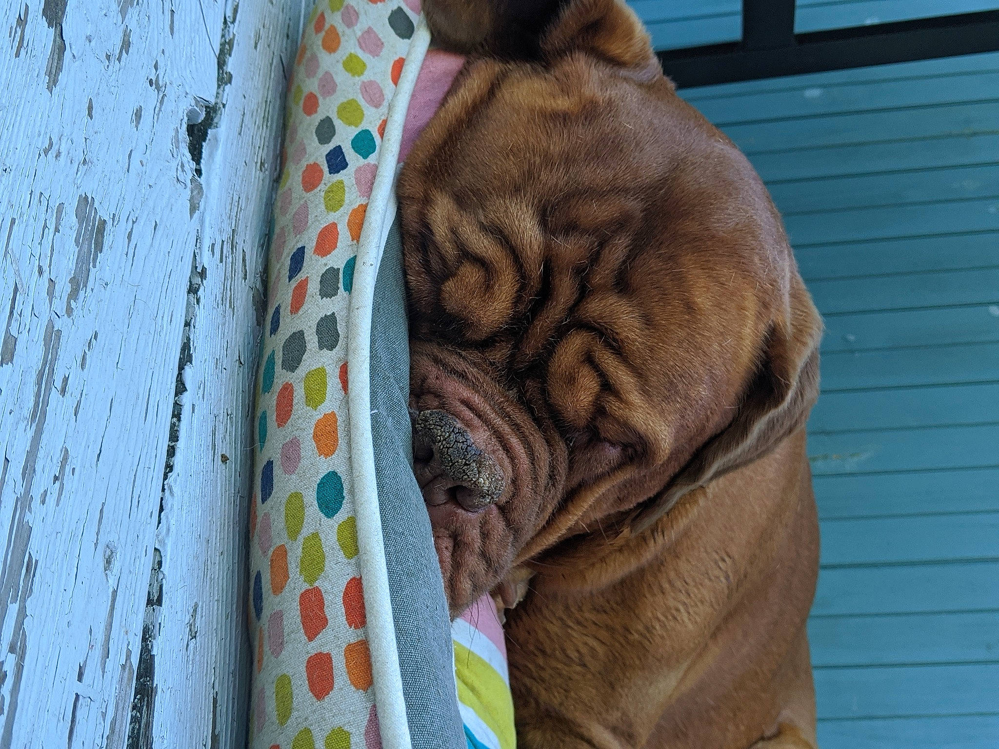 Babette a rejoint le concours — aidez-le/la à gagner de superbes lots ! ancient_dog_breeds, british_bulldogs, canidae, carnivore, companion_dog, dog, dog_breed, dogue_de_bordeaux, fawn, korean_mastiff, mammal, molosser, neapolitan_mastiff, non_sporting_group, old_english_bulldog, ori_pei, shar_pei, skin, snout, wrinkle