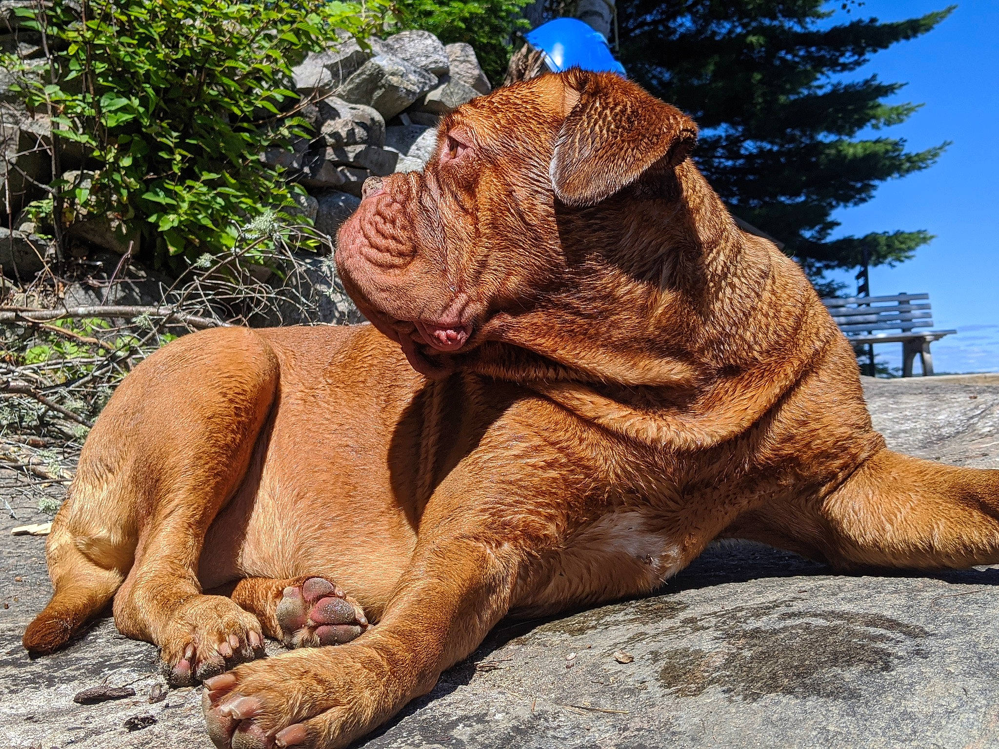 Babette participe au concours pour gagner de l'argent avec cette photo : canidae, carnivore, companion_dog, dog, dog_breed, dogue_de_bordeaux, fawn, korean_mastiff, mammal, sporting_group, vertebrate, wrinkle