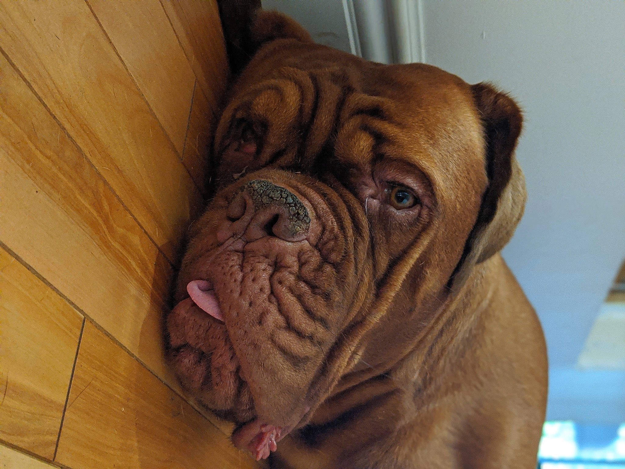 Babette a rejoint le concours — aidez-le/la à gagner de superbes lots ! ancient_dog_breeds, bulldog, canidae, carnivore, companion_dog, dog, dog_breed, dogue_de_bordeaux, korean_mastiff, mammal, molosser, non_sporting_group, old_english_bulldog, ori_pei, skin, snout, sporting_group, vertebrate, working_dog, wrinkle