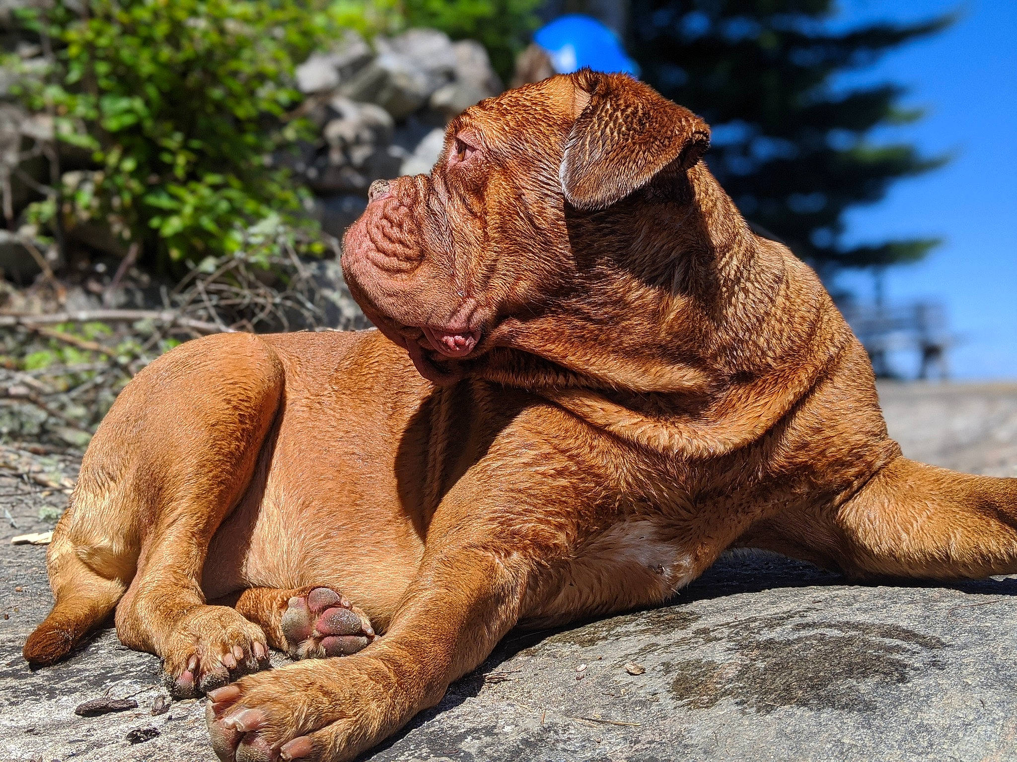 Babette is registered to the contest to win money with this photo: canidae, carnivore, companion_dog, dog, dog_breed, dogue_de_bordeaux, fawn, korean_mastiff, mammal, shar_pei, sporting_group, vertebrate, wrinkle