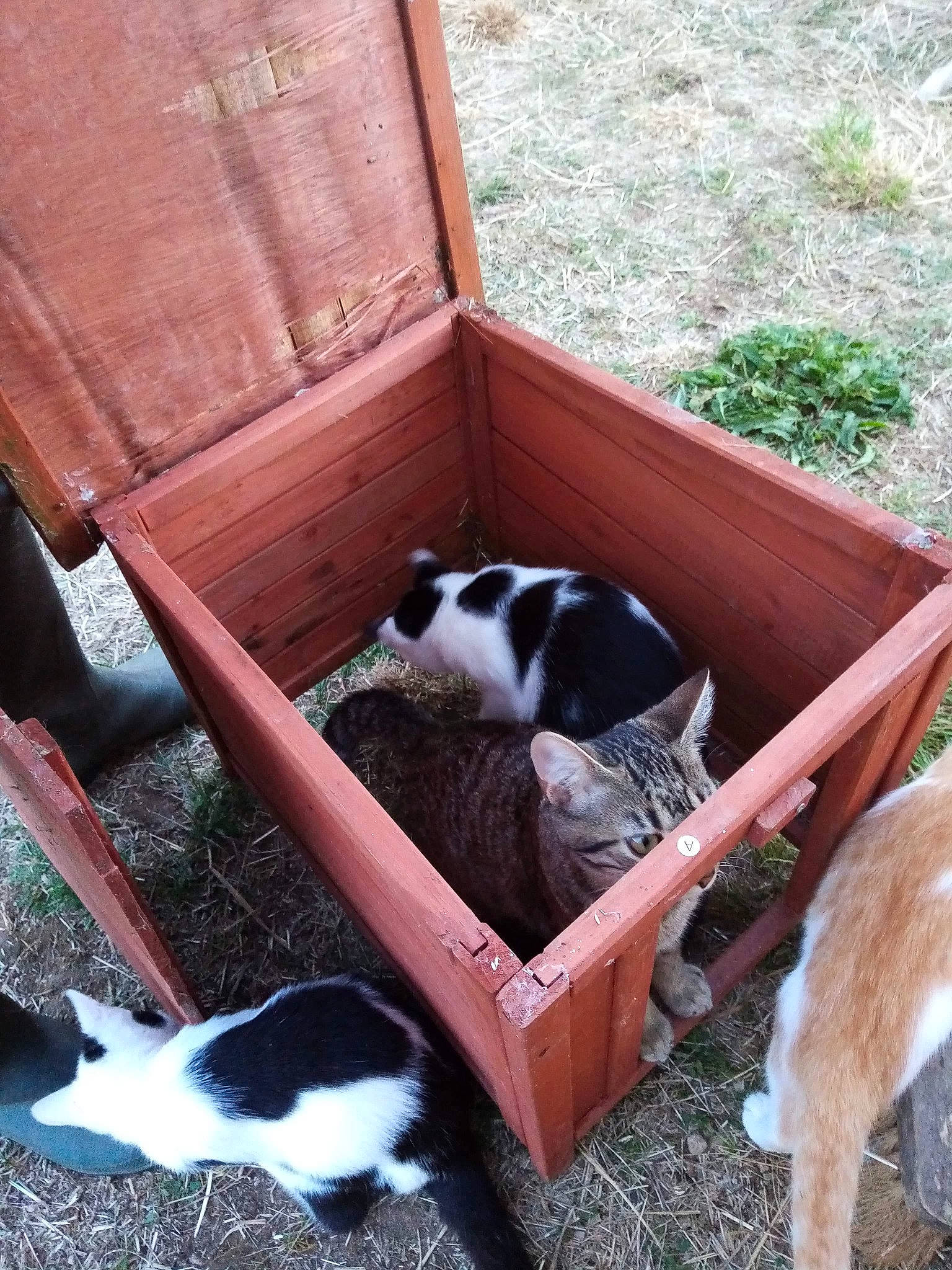 Fleur a rejoint le concours — aidez-le/la à gagner de superbes lots ! canidae, carnivore, cat, doghouse, fawn, felidae, litter_box, small_to_medium_sized_cats, sporting_group