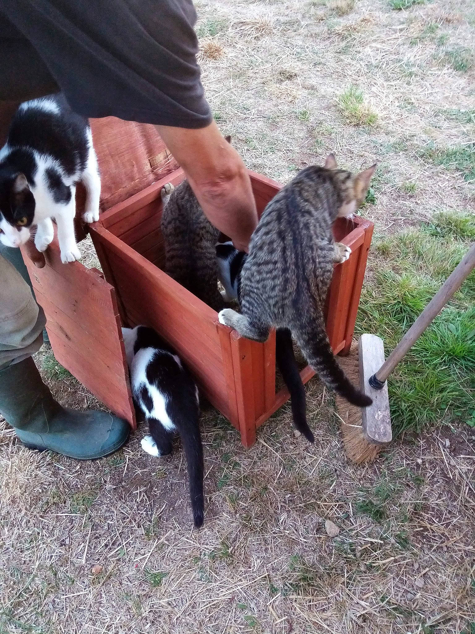 Fleur a rejoint le concours — aidez-le/la à gagner de superbes lots ! canidae, carnivore, dog, fawn, pointer, sporting_group