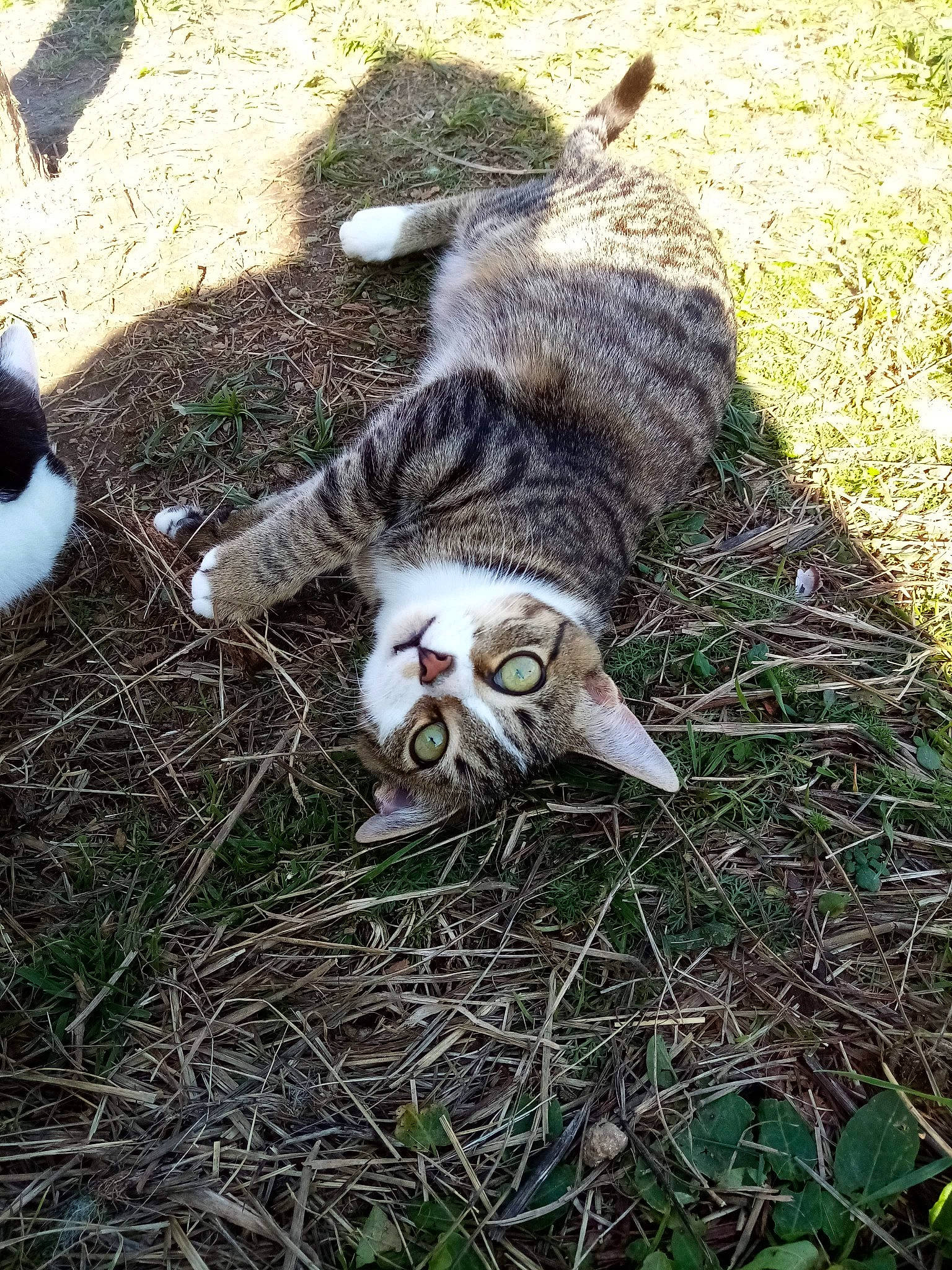 Fleur a rejoint le concours — aidez-le/la à gagner de superbes lots ! carnivore, cat, domestic_short_haired_cat, european_shorthair, felidae, grass, kitten, plant, small_to_medium_sized_cats, tabby_cat, tail, whiskers, wild_cat