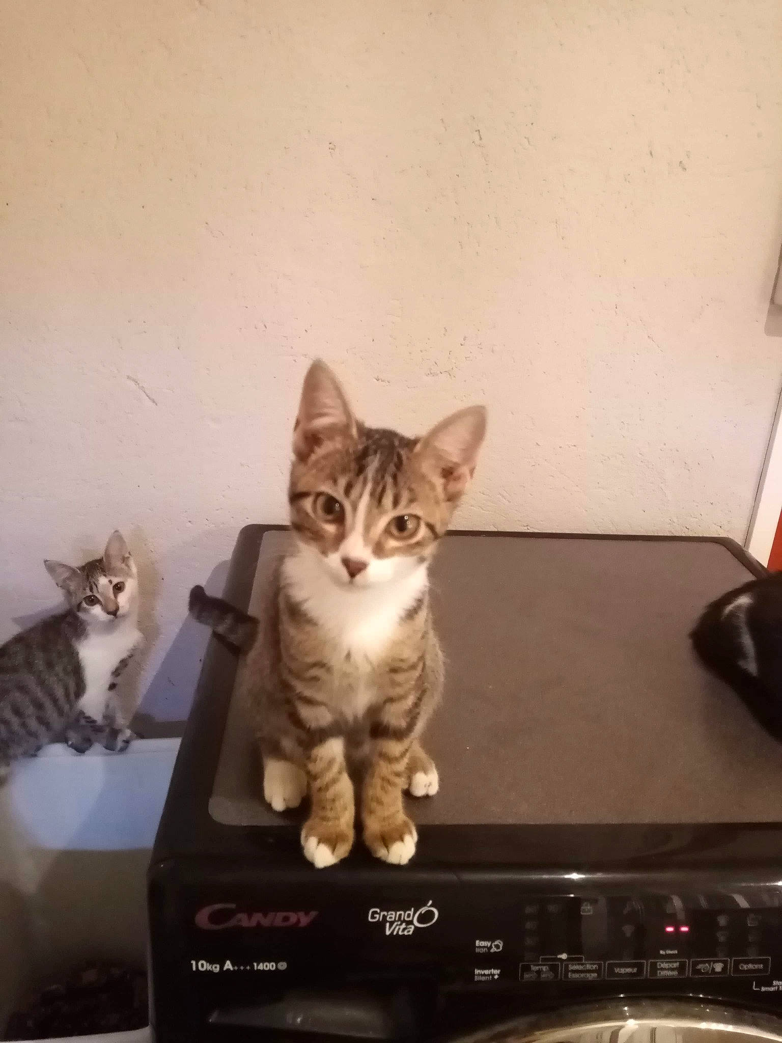 Fleur participe au concours pour gagner de l'argent avec cette photo : aegean_cat, american_shorthair, asian, bengal, california_spangled, carnivore, cat, domestic_short_haired_cat, dragon_li, egyptian_mau, european_shorthair, felidae, kitten, mammal, paw, small_to_medium_sized_cats, tabby_cat, technology, whiskers