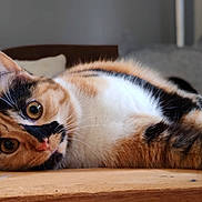 Princesse a rejoint le concours — aidez-le/la à gagner de superbes lots ! abyssinian, animal, cat, chair, couch, furniture, hardwood, indoors, interiordesign, kitten, manx, person, pet, plywood, siamese, sleeping, stainedwood, wood