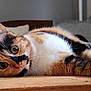 abyssinian, animal, cat, chair, couch, furniture, hardwood, indoors, interiordesign, kitten, manx, person, pet, plywood, siamese, sleeping, stainedwood, wood
