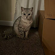 Theodore joined the competition — help win amazing prizes! cat, tabby, indoor, carpet, box, cardboard, curtain, pet, animal, feline, sitting, gray, striped, floor, domestic, cute, whiskers, ears, eyes, quiet