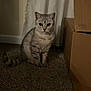 cat, tabby, indoor, carpet, box, cardboard, curtain, pet, animal, feline, sitting, gray, striped, floor, domestic, cute, whiskers, ears, eyes, quiet