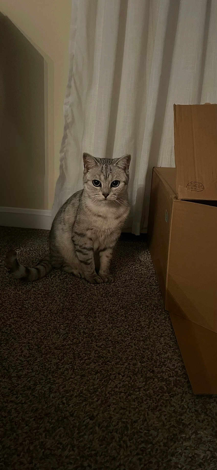 Theodore