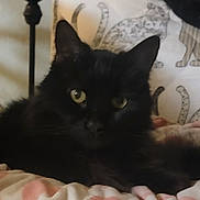 Patricia joined the competition — help win amazing prizes! animal, bed, black_cat, cat, companion, cozy, cute, domestic_animal, ears, eyes, fabric, feline, fur, indoor, pet, pillow, relaxed, resting, soft, whiskers