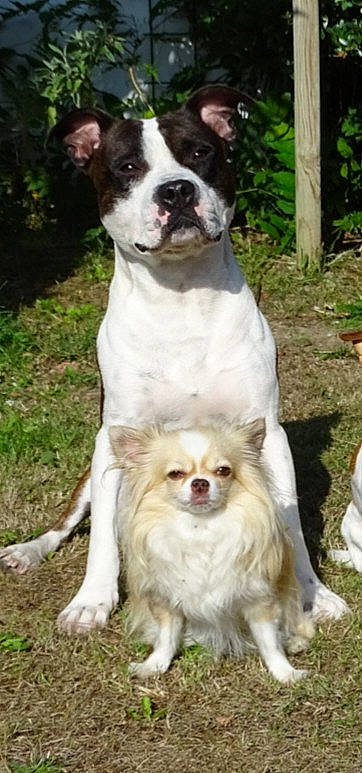 Falko Et Isis participe au concours pour gagner de l'argent avec cette photo : ancient_dog_breeds, canidae, carnivore, companion_dog, dog, dog_breed, fawn, mammal, non_sporting_group, pit_bull, rare_breed_dog, sporting_group, vertebrate