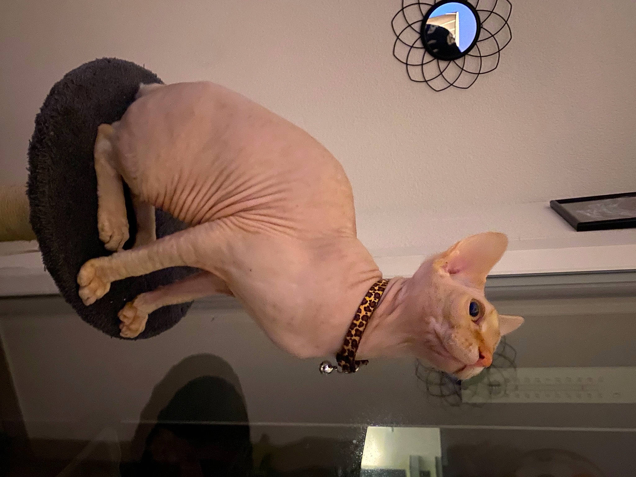 Guyzmo a rejoint le concours — aidez-le/la à gagner de superbes lots ! art, chest, ear, fawn, felidae, flesh, gesture, human_leg, jaw, light, mouth, nail, room, tail, toy, vertebrate, visual_arts, whiskers, white, wrist