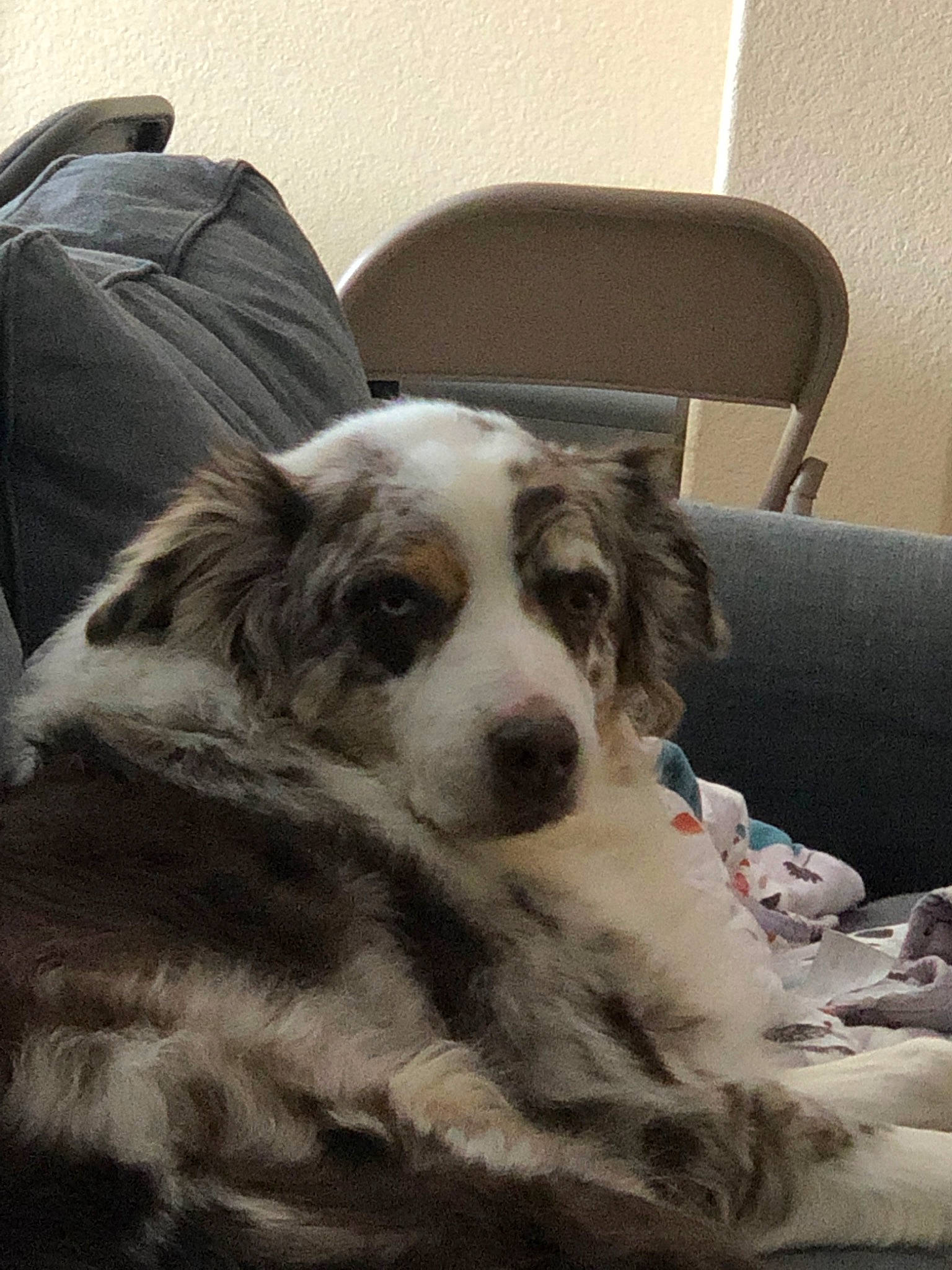 Greyson joined the competition — help win amazing prizes! australian_collie, australian_shepherd, border_collie, canidae, carnivore, companion_dog, dog, dog_breed, fur, mammal, miniature_australian_shepherd, rare_breed_dog, snout, sporting_group, vertebrate, working_dog