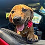 dog, animal, pet, car, window, tongue_out, happy, close_up, paw, flower_collar, brown_dog, sunlight, outdoor, vehicle_interior, smiling, canine, portrait, daylight, excited, friendly