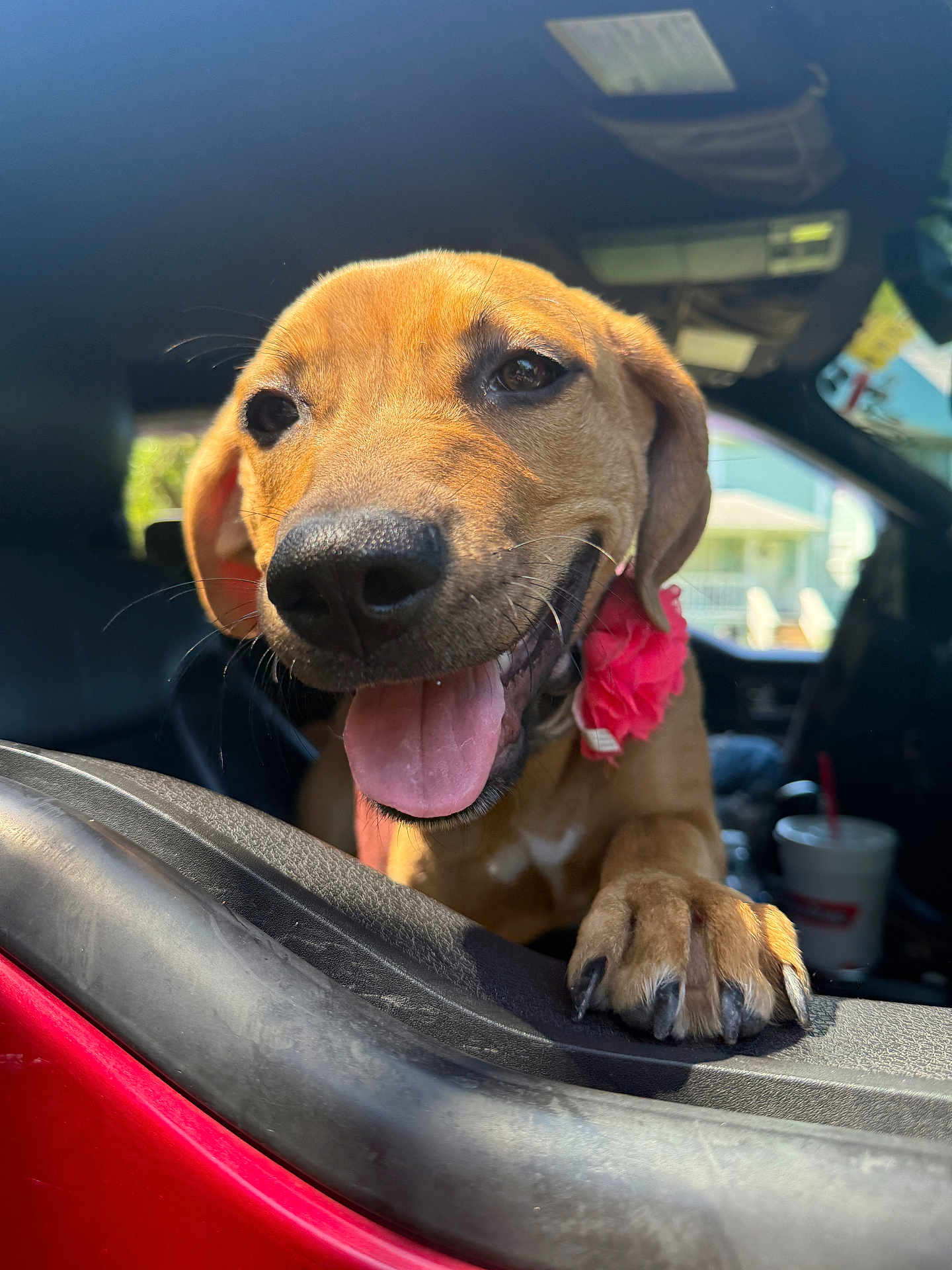 Nova is registered to the contest to win money with this photo: dog, animal, pet, car, window, tongue_out, happy, close_up, paw, flower_collar, brown_dog, sunlight, outdoor, vehicle_interior, smiling, canine, portrait, daylight, excited, friendly