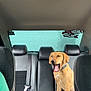 Nova joined the competition — help win amazing prizes! dog, car_interior, leather_seat, backseat, yawning, pet, animal, collar, window, seatbelt, black, brown, vehicle, transportation, daylight, inside, sitting, canine, domestic_animal, mouth_open