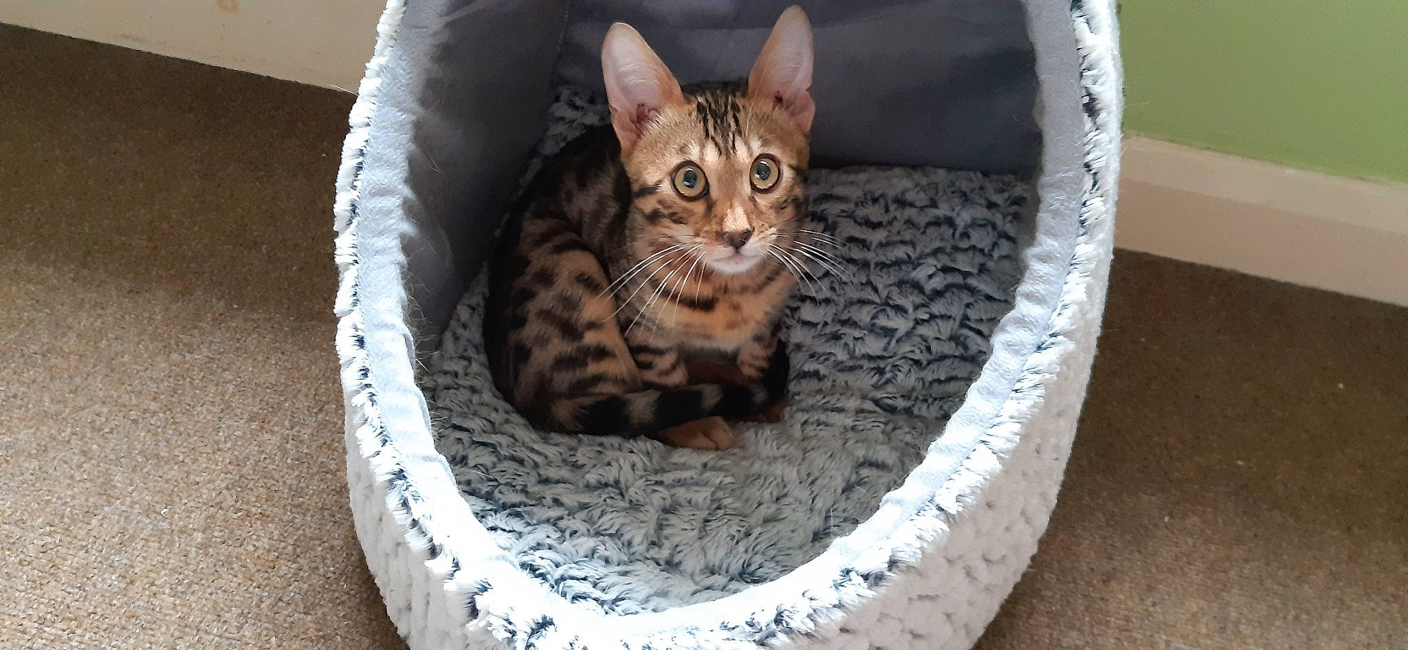 Mr Sprinkles is registered to the contest to win money with this photo: automotive_tire, automotive_wheel_system, carnivore, cat, cat_supply, circle, comfort, felidae, fur, pet_supply, small_to_medium_sized_cats, snout, terrestrial_animal, whiskers