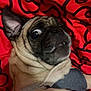 dog, pug, pet, animal, wide_eyes, close_up, red_blanket, black_pattern, fur, ear, snout, wrinkles, expression, cute, portrait, indoors, cozy, clothing, paw, resting