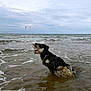 dog, water, ocean, waves, sky, cloudy, jumping, animal, pet, fetch, beach, playful, outdoor, nature, active, wet, collar, motion, summer, fun