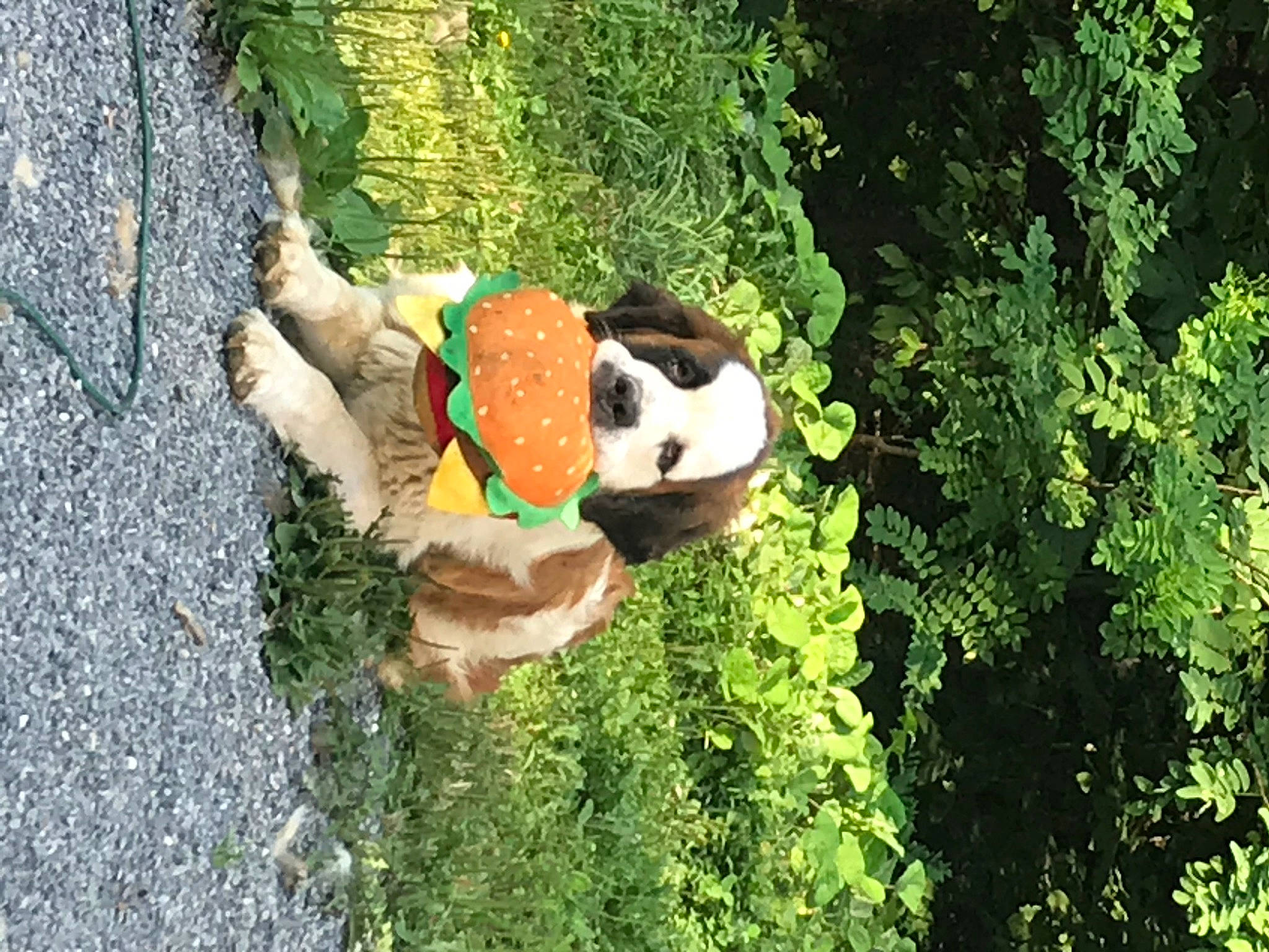 Diva is registered to the contest to win money with this photo: fawn, garden, grass, grass_family, groundcover, landscape, lawn_ornament, leisure, natural_landscape, organism, panda, plant, shrub, soil, sporting_group, stuffed_toy, toy, tree, trunk, wood