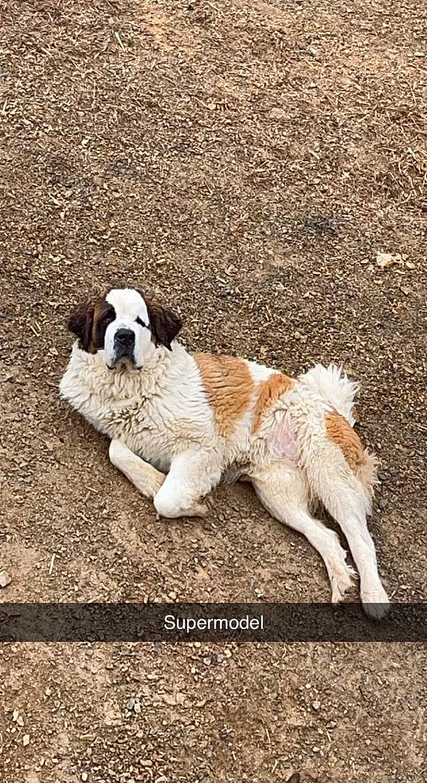 Diva is registered to the contest to win money with this photo: ancient_dog_breeds, carnivore, companion_dog, dog, dog_breed, dog_collar, fawn, fur, grass, hunting_dog, mammal, puppy, shadow, soil, tail, terrestrial_animal, terrier, vertebrate, working_animal, working_dog