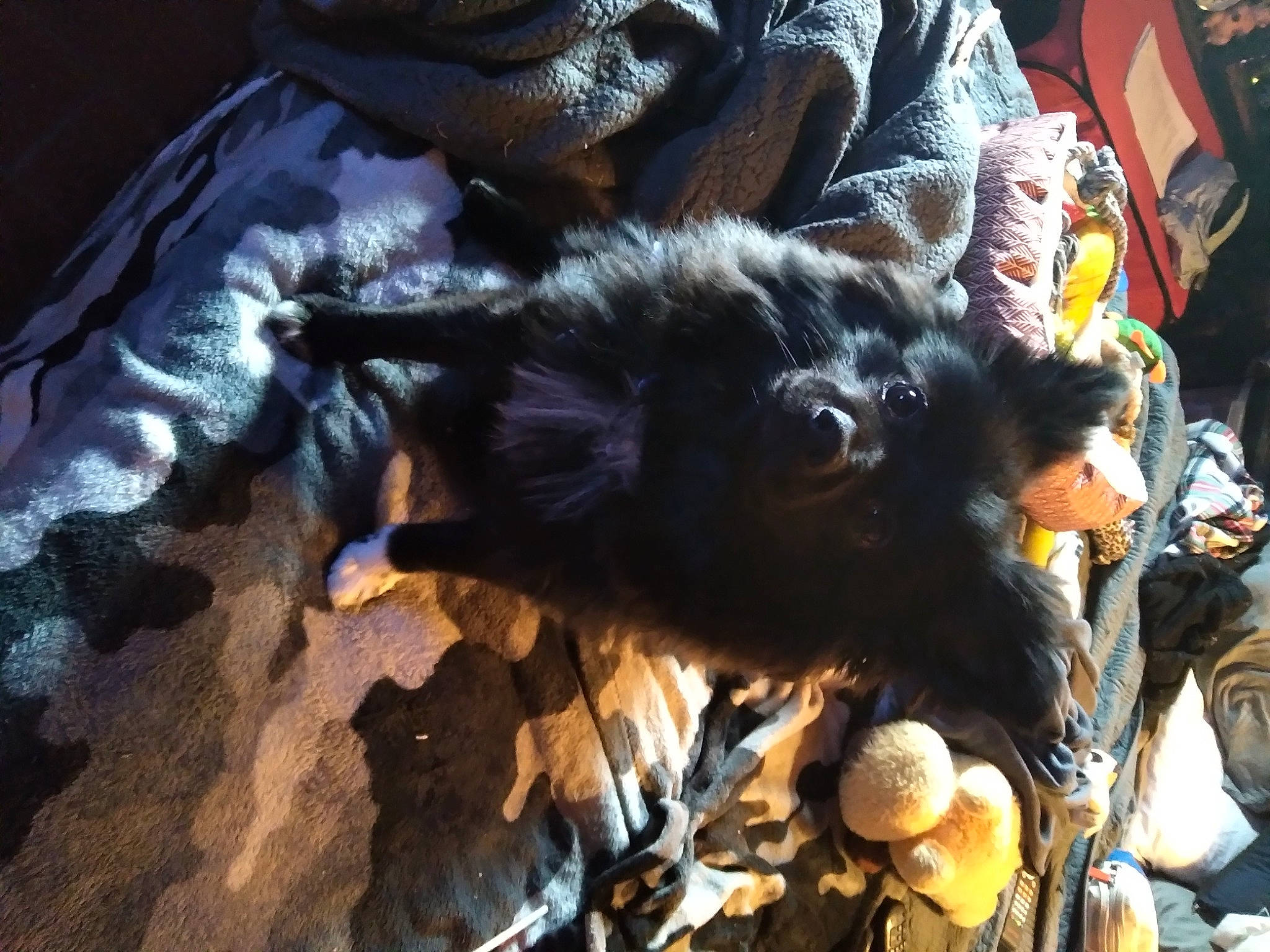 Bobo is registered to the contest to win money with this photo: art, carnivore, companion_dog, dog_breed, event, fur, sporting_group, tail, toy, tradition, working_animal