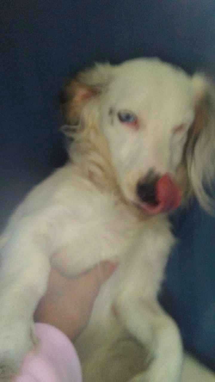 Casper joined the competition — help win amazing prizes! canidae, carnivore, companion_dog, dog, dog_breed, ear, eye, fang, fawn, fur, non_sporting_group, paw, snout, sporting_group, toy_dog, whiskers, working_animal