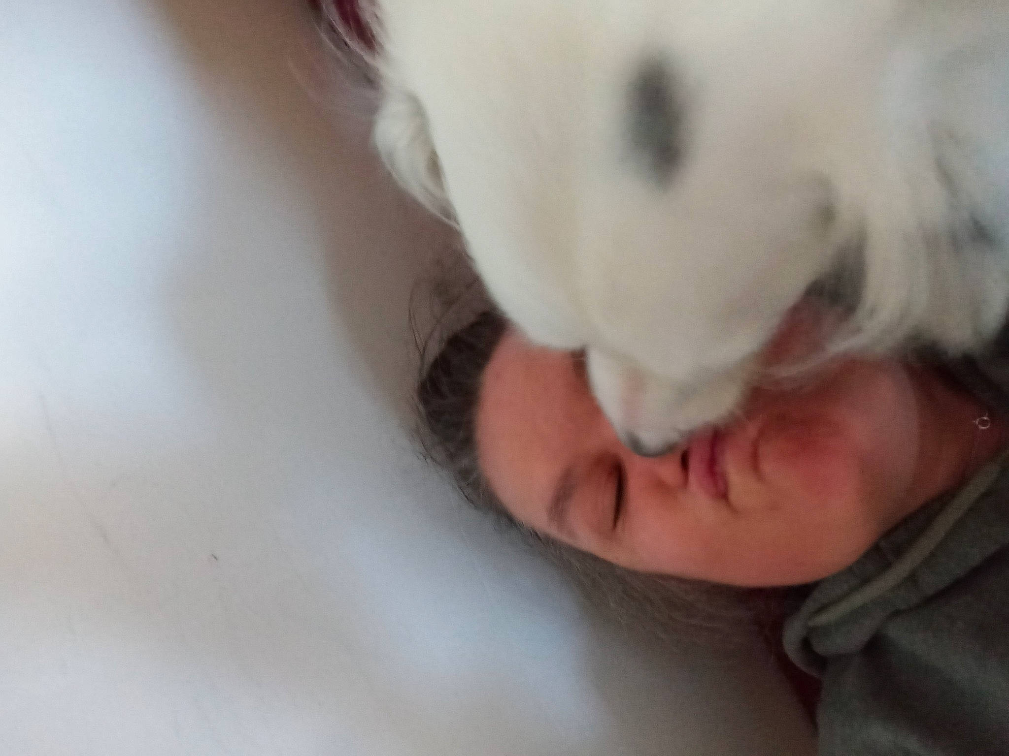 Casper is registered to the contest to win money with this photo: carnivore, child, comfort, companion_dog, dog, dog_breed, ear, flooring, fur, gesture, happy, nose, paw, skin, snout, sporting_group, toddler, toy_dog, whiskers, working_animal