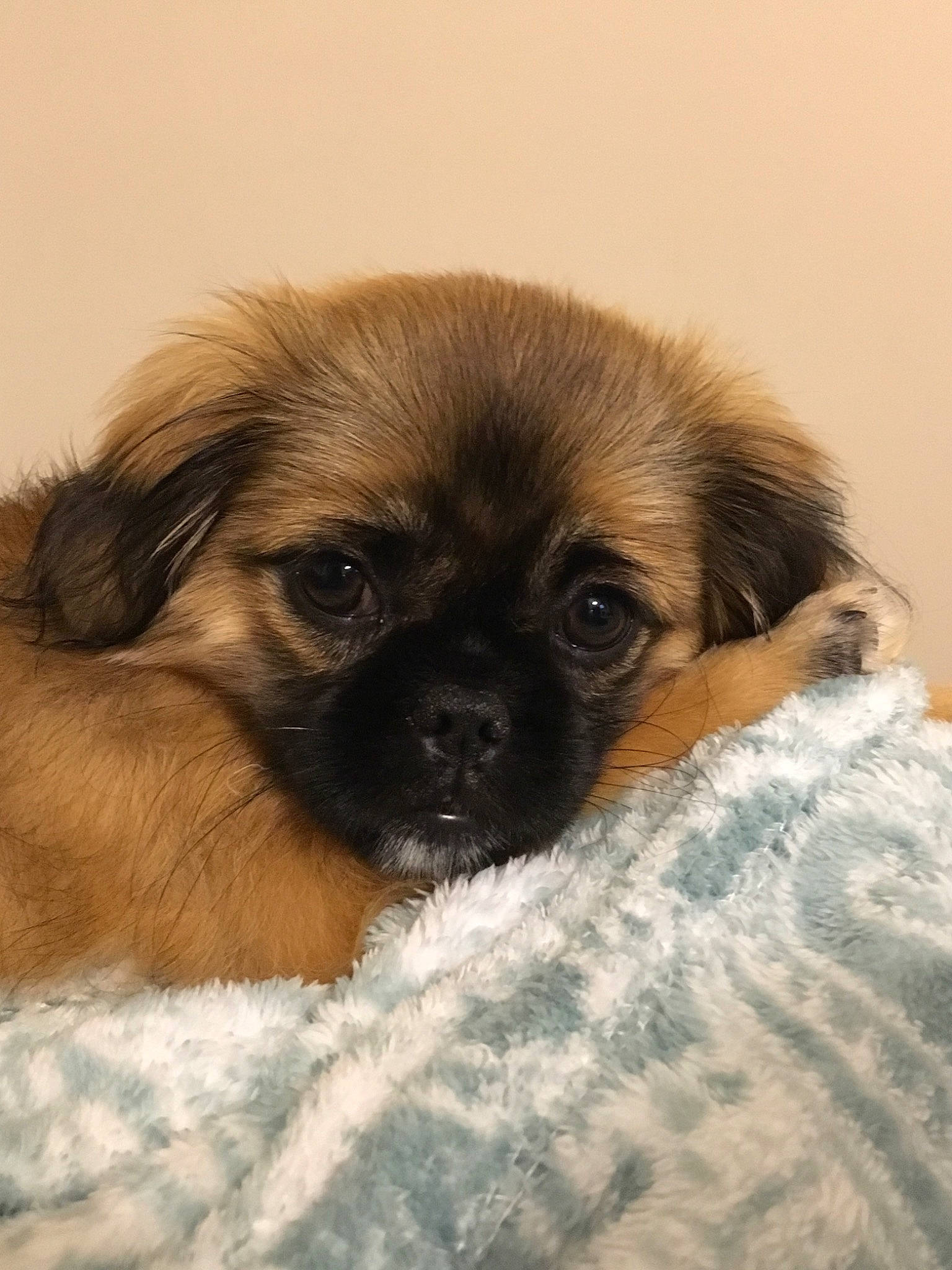Eevee joined the competition — help win amazing prizes! canidae, carnivore, chinese_imperial_dog, companion_dog, dog, dog_breed, fawn, mammal, pekingese, puppy, puppy_love, snout, sporting_group, tibetan_spaniel, toy_dog, vertebrate, whiskers