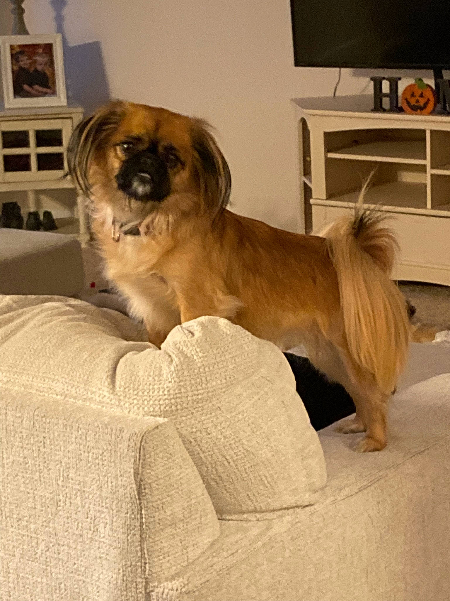 Eevee is registered to the contest to win money with this photo: analog_television, carnivore, comfort, companion_dog, dog, dog_breed, dog_supply, door, fawn, home_appliance, liver, picture_frame, shelf, snout, sporting_group, television, toy_dog, whiskers, working_animal, wrinkle