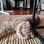 Rhéa participe au concours pour gagner de l'argent avec cette photo : cat, green_eyes, lying_down, stretching, indoor, rug, woven_rug, table_leg, furniture, floor, close_up, pet, whiskers, relaxed, cozy, home, carpet, fur, tabby, cute