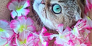 Rhéa participe au concours pour gagner de l'argent avec cette photo : cat, blue_eyes, flowers, artificial_flowers, wooden_surface, curious, close_up, pet, feline, indoor, cute, decor, floral, pink, white, yellow, whiskers, fur, animal, cozy
