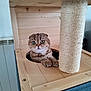 Rhéa a rejoint le concours — aidez-le/la à gagner de superbes lots ! cat, scottish_fold, cat_tree, wood, scratching_post, furniture, pet, indoor, curious, paws, wide_eyes, cozy, feline, animal, cute, domestic, resting, looking, hole, playful