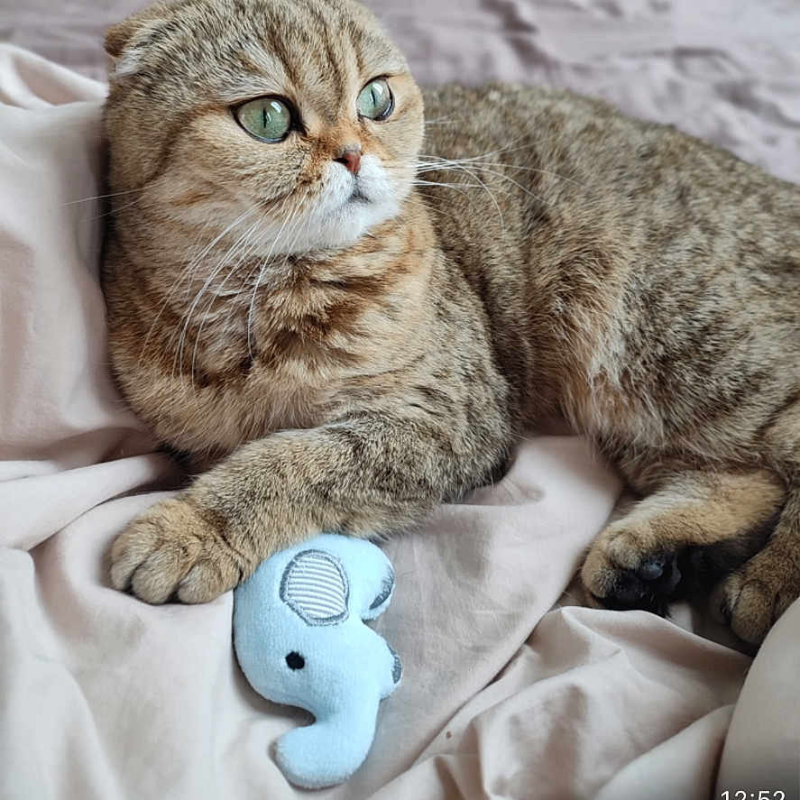 Rhéa participe au concours pour gagner de l'argent avec cette photo : animal, bed, blanket, cat, cozy, cute, elephant_toy, feline, fur, green_eyes, indoor, paw, pet, plush_toy, relaxed, resting, scottish_fold, sleepy, soft, whiskers