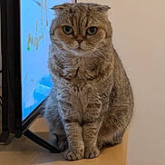 Rhéa participe au concours pour gagner de l'argent avec cette photo : cat, scottish_fold, pet, animal, feline, fur, ears, eyes, sitting, wooden_surface, television, indoor, home, cute, domestic, tabby, whiskers, face, expression, curious
