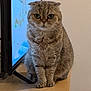 cat, scottish_fold, pet, animal, feline, fur, ears, eyes, sitting, wooden_surface, television, indoor, home, cute, domestic, tabby, whiskers, face, expression, curious