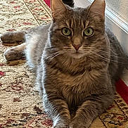 Cheetani joined the competition — help win amazing prizes! animal, carpet, cat, close_up, cute, domestic_cat, ears, feline, fur, gray_tabby, green_eyes, indoor, laying_down, nose, patterned_rug, paws, pet, relaxed, tail, whiskers