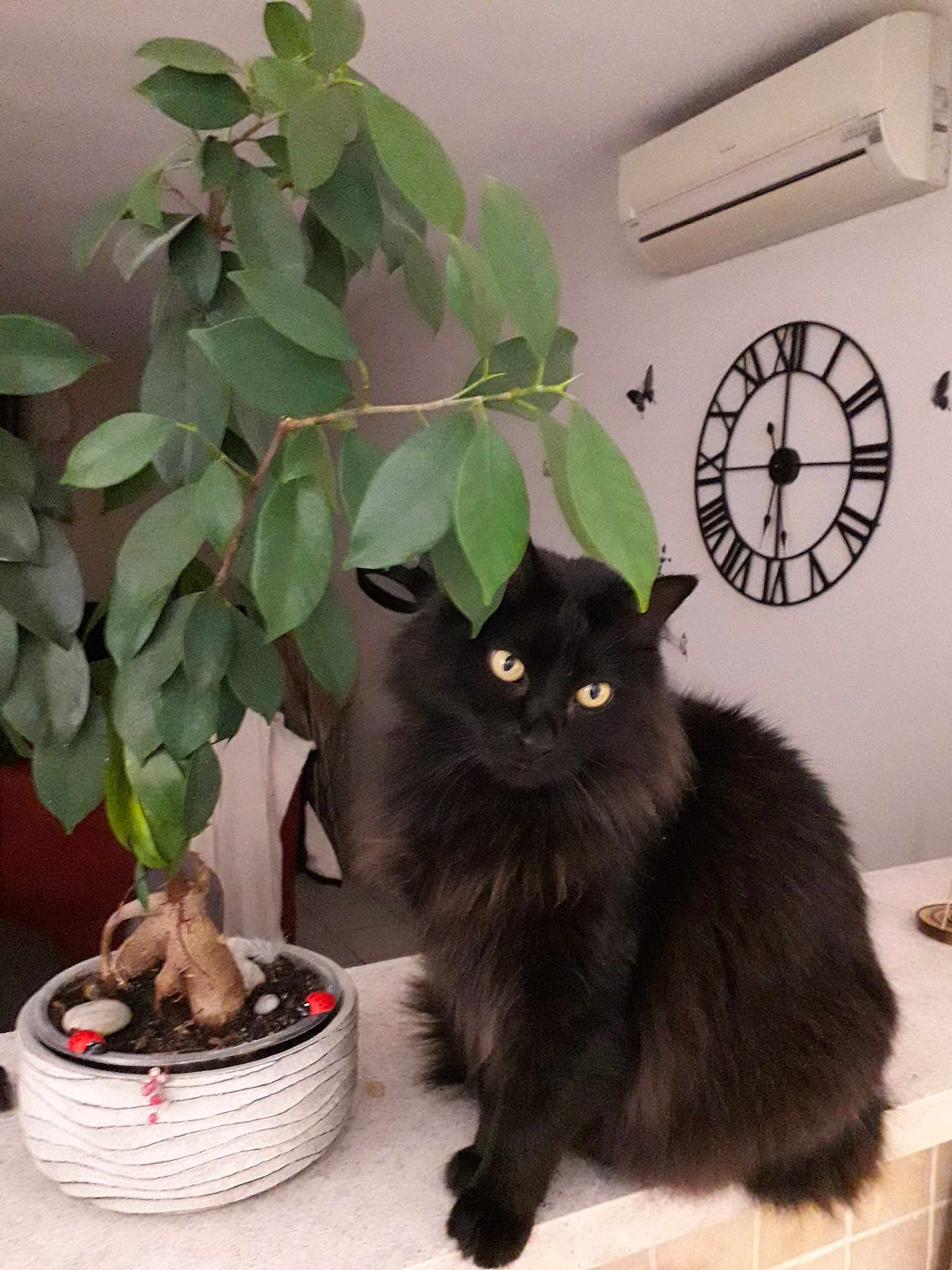 Figaro