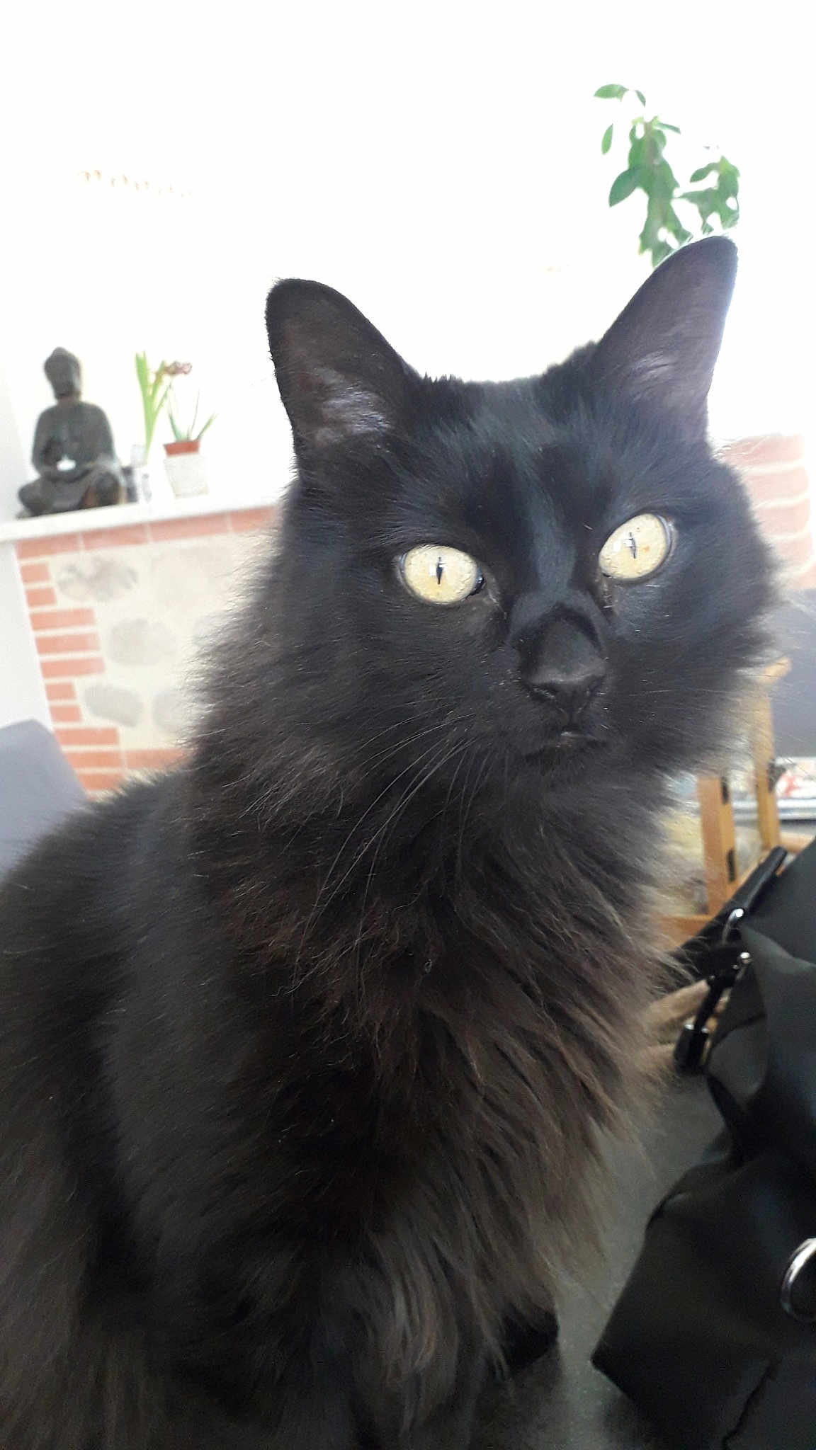 Figaro