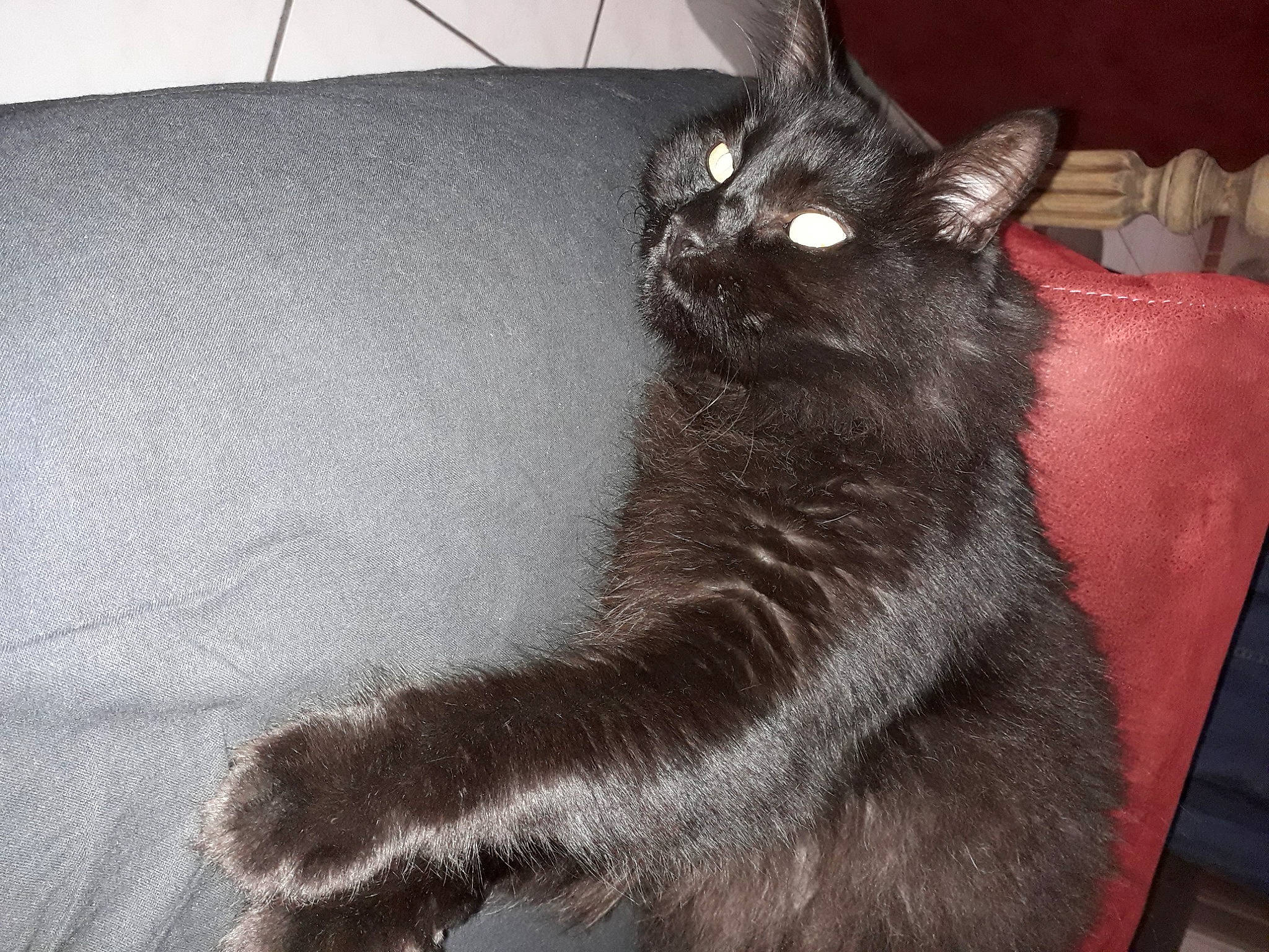 Figaro a rejoint le concours — aidez-le/la à gagner de superbes lots ! black_cat, bombay, carnivore, cat, cat_supply, claw, comfort, domestic_short_haired_cat, felidae, fur, grey, iris, paw, sitting, small_to_medium_sized_cats, snout, tail, terrestrial_animal, whiskers, window