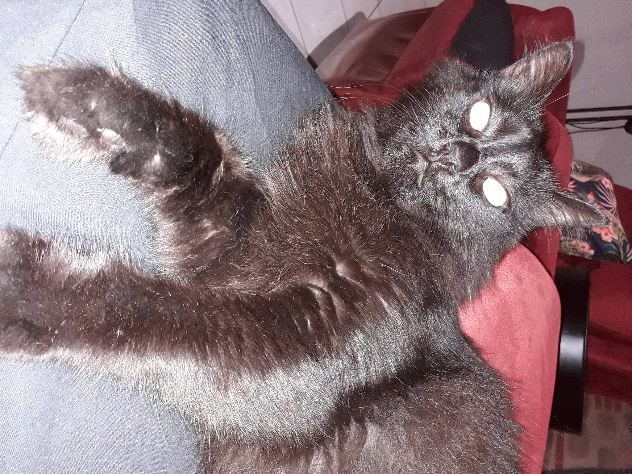 Figaro participe au concours pour gagner de l'argent avec cette photo : black_cat, bombay, canidae, carnivore, cat, claw, comfort, dog_breed, domestic_short_haired_cat, felidae, fur, grey, paw, small_to_medium_sized_cats, snout, tail, whiskers