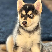 Nova joined the competition — help win amazing prizes! puppy, dog, husky, animal, pet, fur, cute, sitting, young, mammal, ears, eyes, nose, face, indoor, adorable, furry, closeup, portrait, canine