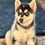 puppy, dog, husky, animal, pet, fur, cute, sitting, young, mammal, ears, eyes, nose, face, indoor, adorable, furry, closeup, portrait, canine