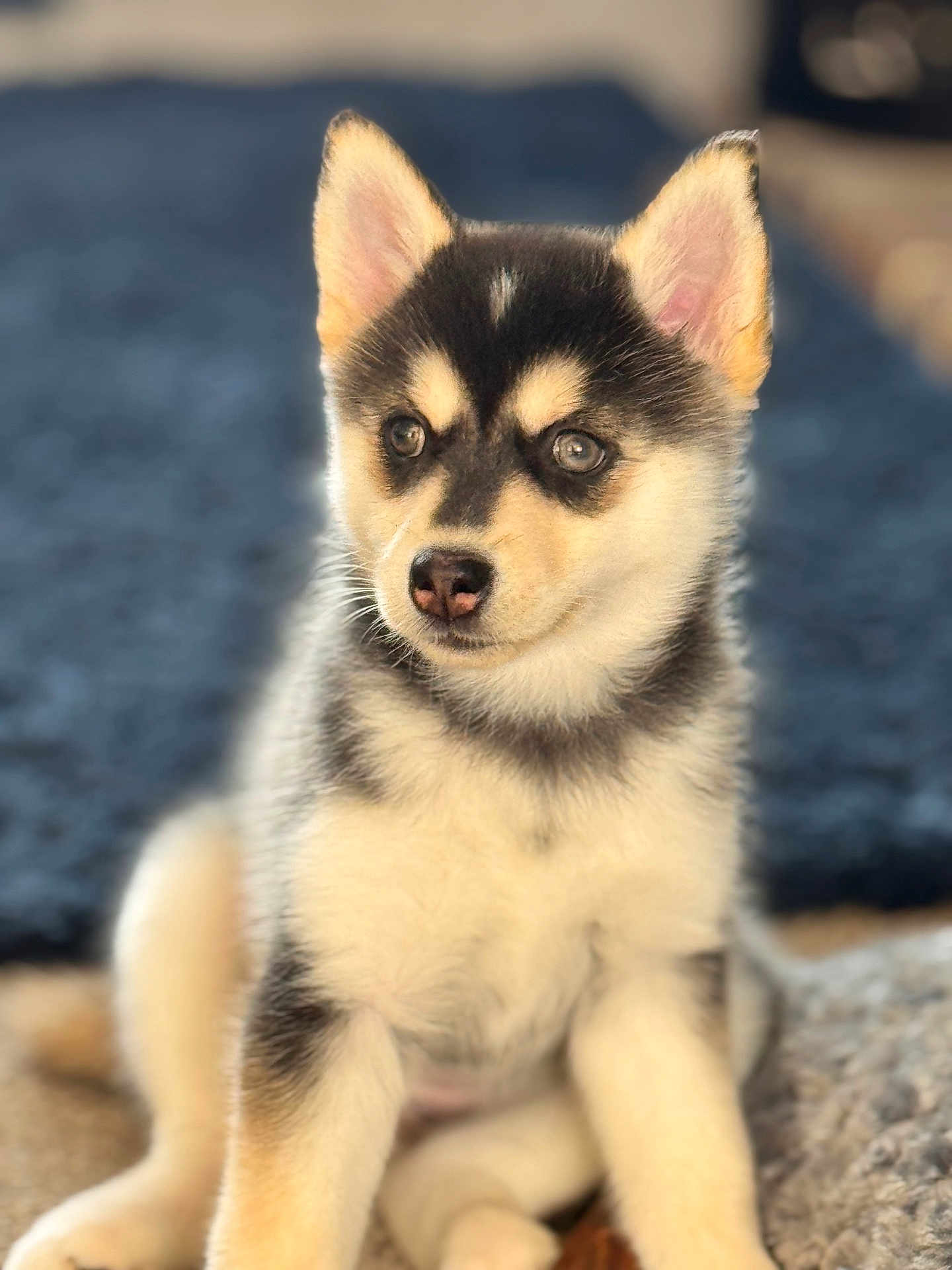Nova
