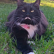 Dusa joined the competition — help win amazing prizes! animal, black_and_white, cat, close_up, collar, daylight, eyes, feline, fur, grass, greenery, lying_down, muzzle, nature, outdoor, paw, pet, pink_collar, relaxed, whiskers