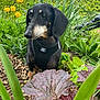 animal, bark, black_dog, dachshund, dog, flowers, foliage, garden, greenery, harness, leaf, mulch, nature, outdoor, pet, plants, small_dog, spring, summer, yellow_tulips