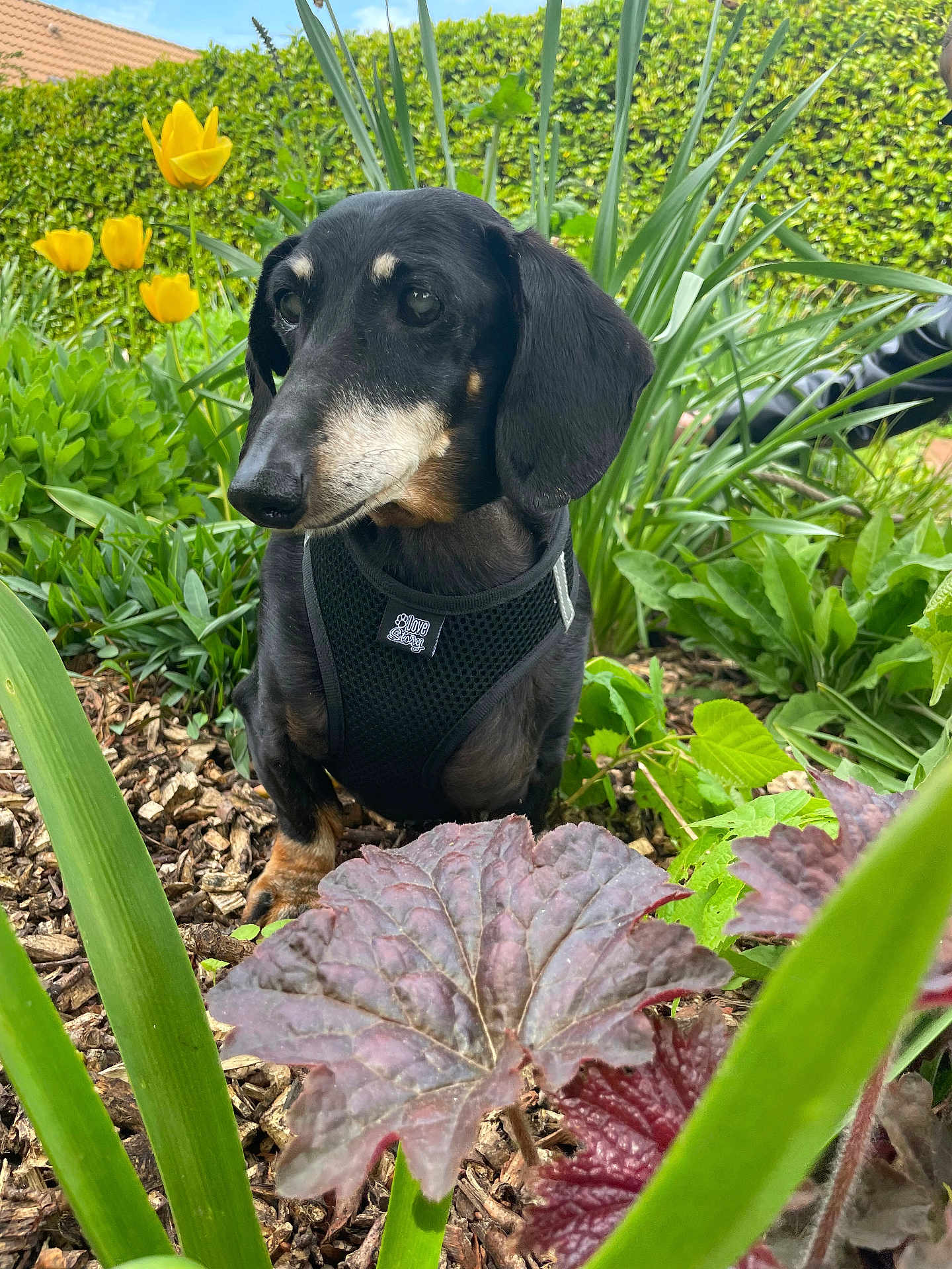 Ficelle participe au concours pour gagner de l'argent avec cette photo : dog, dachshund, black_dog, harness, garden, plants, yellow_tulips, greenery, flowers, foliage, outdoor, nature, pet, small_dog, leaf, bark, mulch, spring, summer, animal