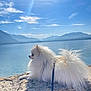 animal, clouds, daytime, dog, fluffy, lake, landscape, leash, mountains, nature, outdoor, pet, pomeranian, relaxing, rock, scenic, sky, sun, water, white