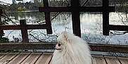 Milo participe au concours pour gagner de l'argent avec cette photo : animal, calm, cloudy_sky, dog, fence, fluffy, lake, leafless_trees, leash, nature, outdoor, park, pet, pomeranian, scenic, sitting, trees, water, white_dog, wooden_deck